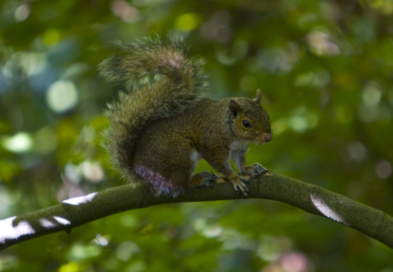 Eastern Gray Squirrel